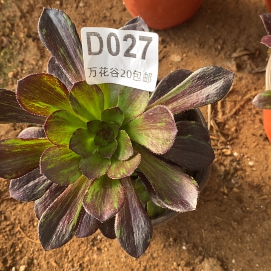027花无缺满崽小捧花量拍多肉