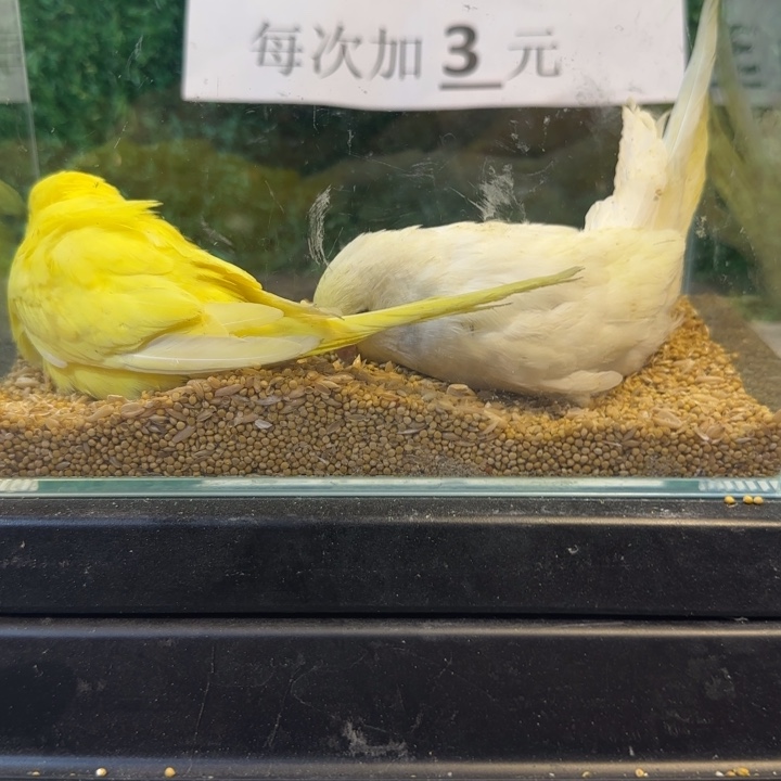 虎皮鹦鹉大头虎皮鹦鹉