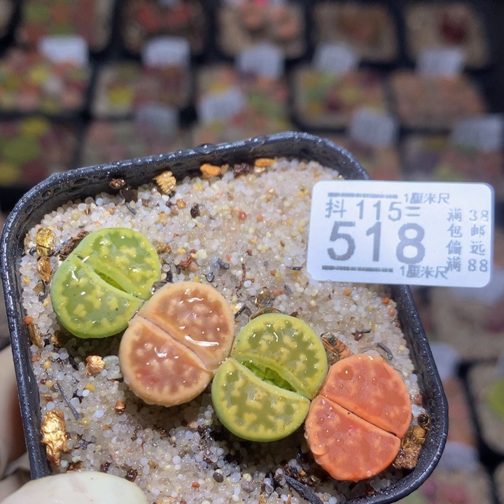 精品生石花115.518琥珀糖