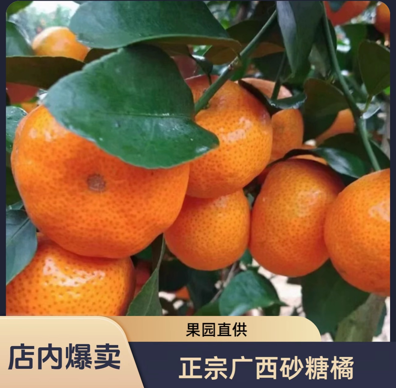 HY新鲜采摘五斤装金秋砂糖橘自家果园产皮薄多汁 水多新鲜