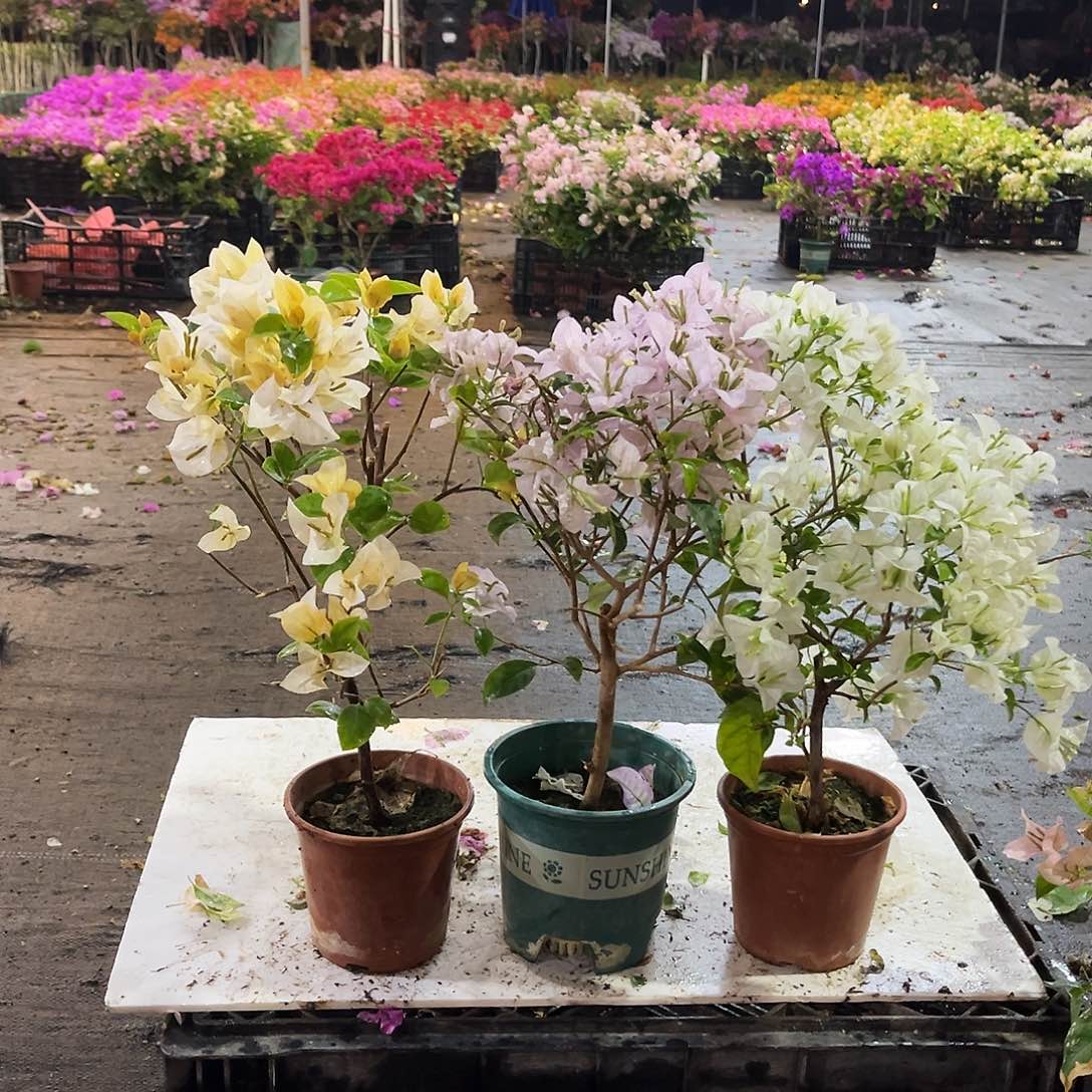 大部分花苞少量开放苏瓦娜，苹果花，白雪公主