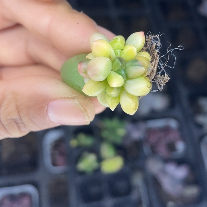 一物一拍满18包邮