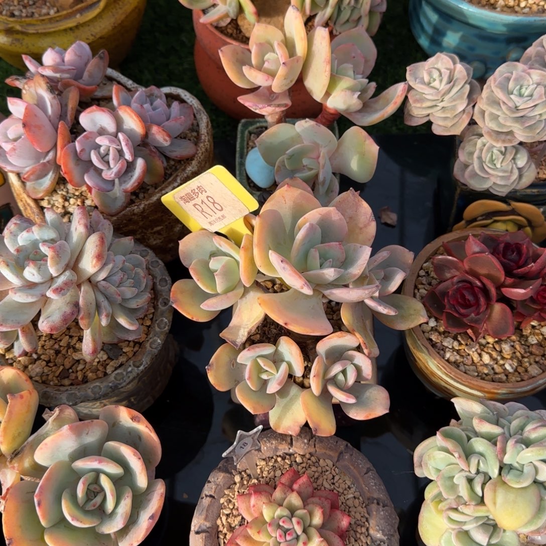 小***乔多肉植物白凤求生老庄