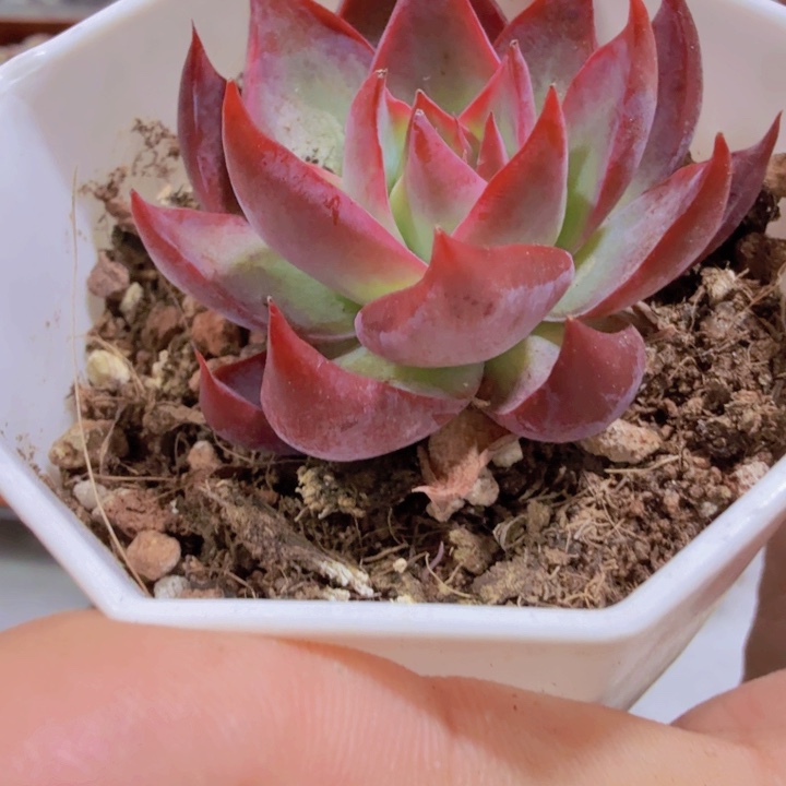 惊鸿仙子福利一颗