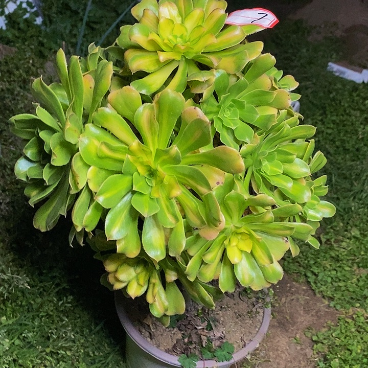达摩法师花脸老桩7号