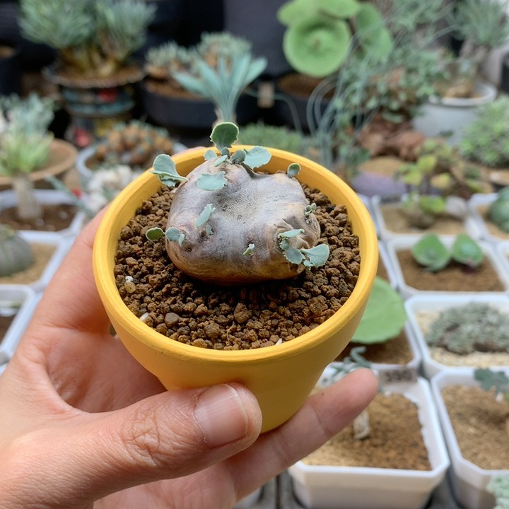 产地格加厚敦菊带盆黄