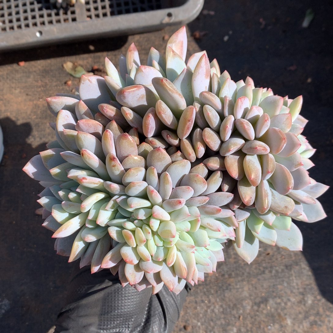 蒲***英813号新疆西藏内蒙古不包邮的，