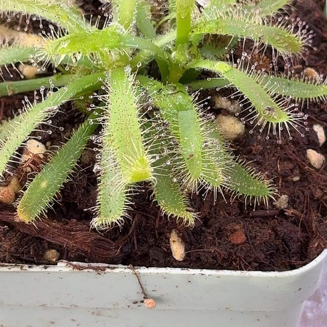 向***铭完全开放阔叶茅膏菜