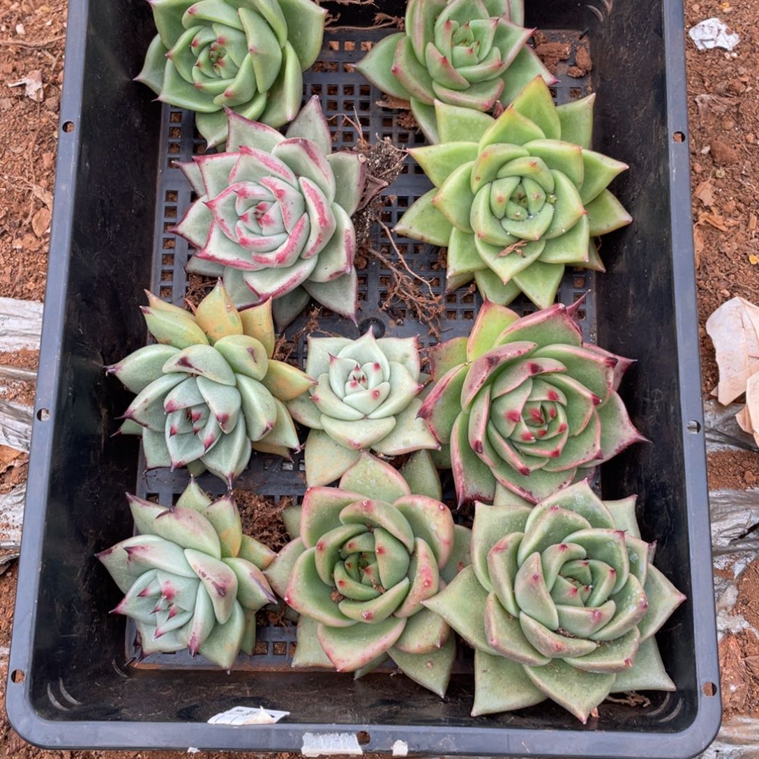 无花朵若如东云单拍D508