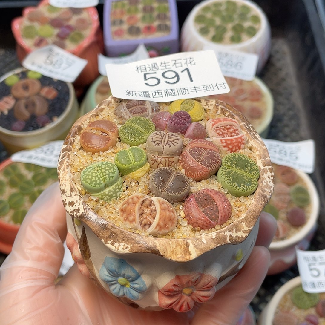 相遇生石花链接591