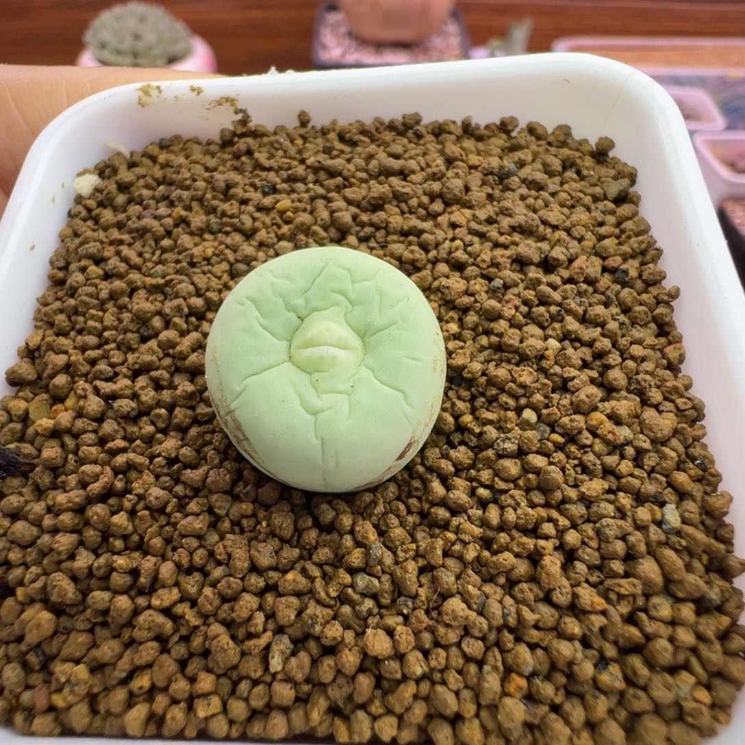 287号嘴尺寸1.6福利