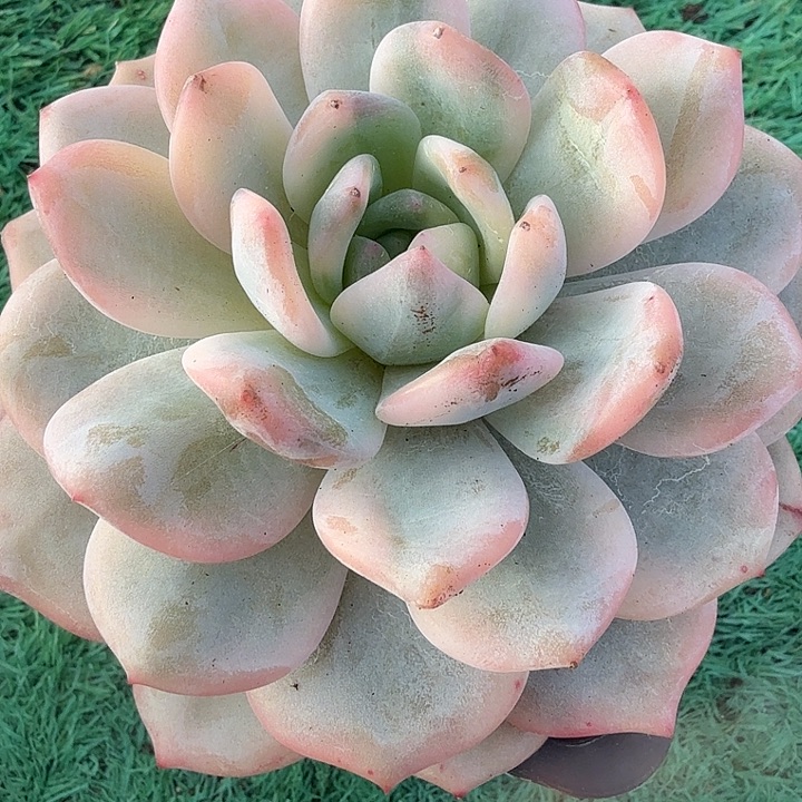 星颖锦多肉锦植物