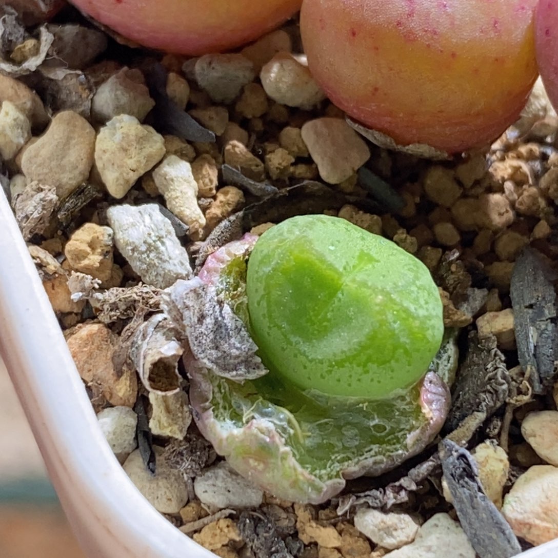 好看好看好看伍斯特猴子