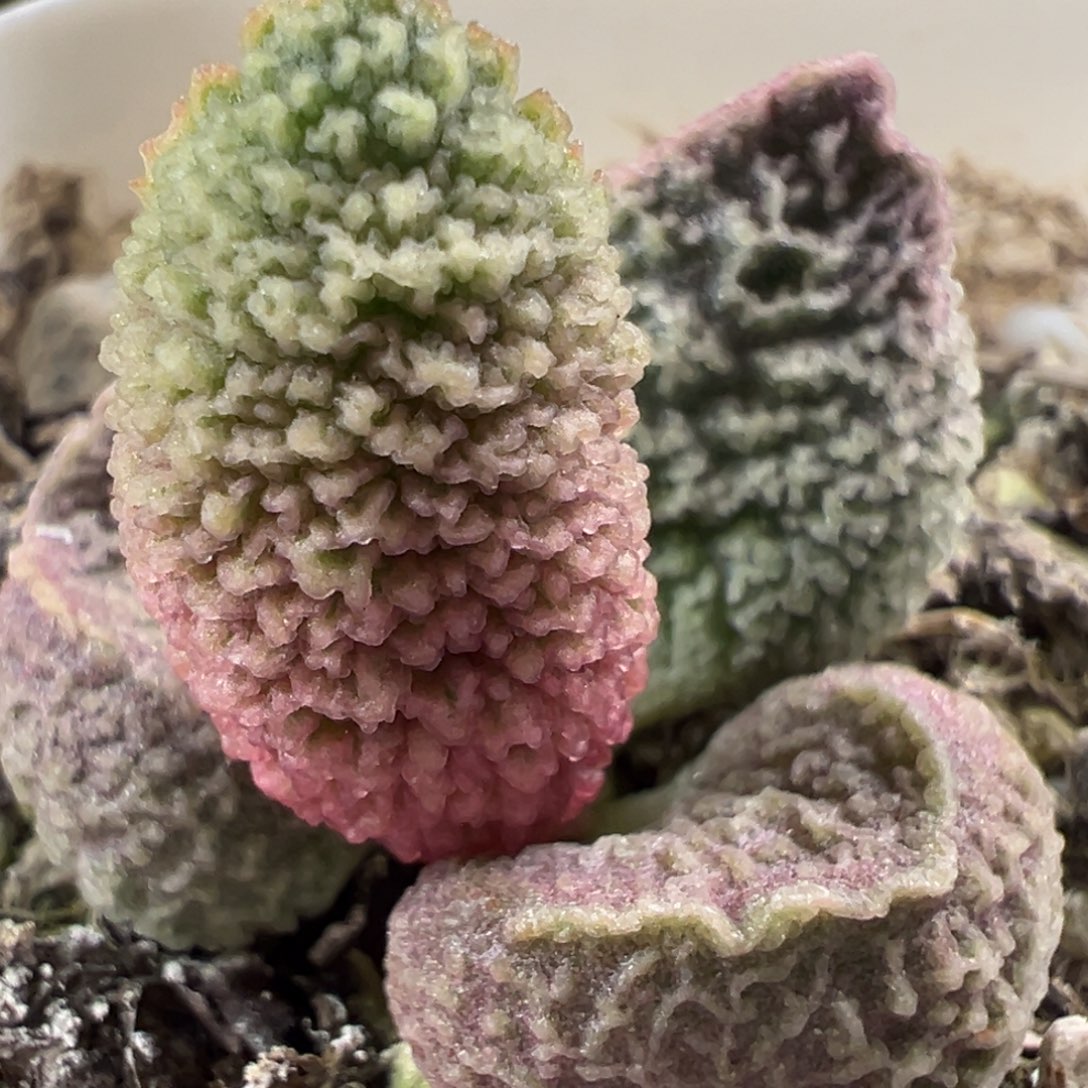 实生新品多肉植物水泡多肉植物