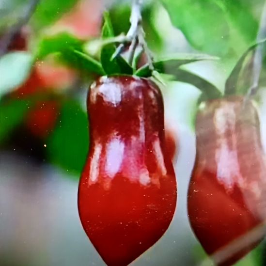 无花朵龙游天下扦插