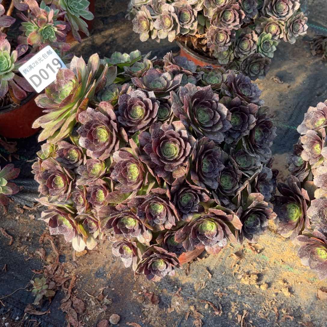 019多肉植物黑魔