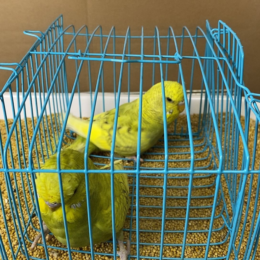 虎皮鹦鹉大头虎皮