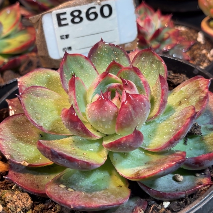 惊鸿一物一拍包装收缩花旱860