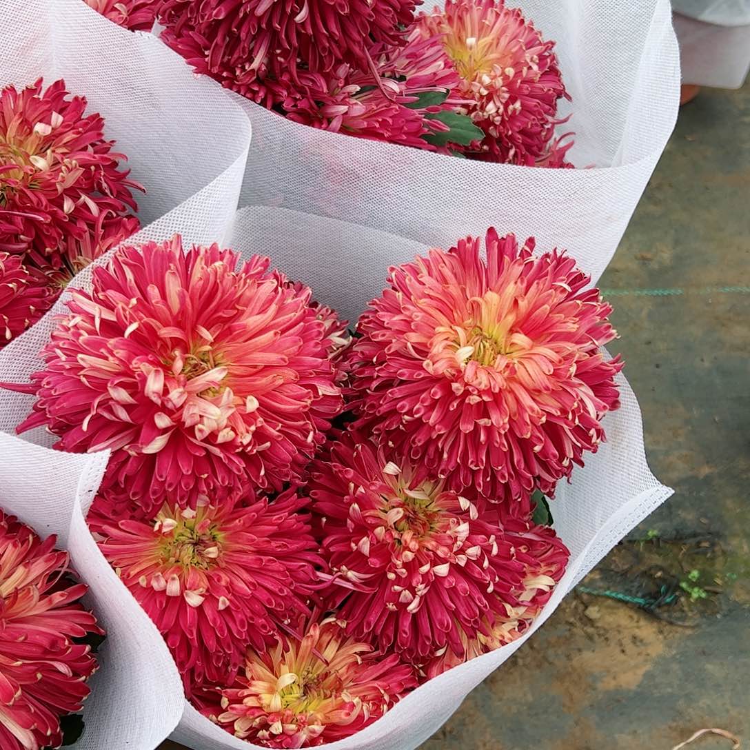 完全开放竹林陌客母本不售后