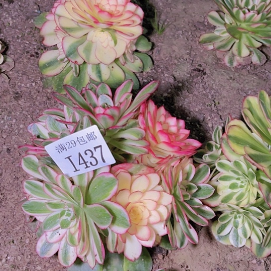 1437荔枝多肉植物