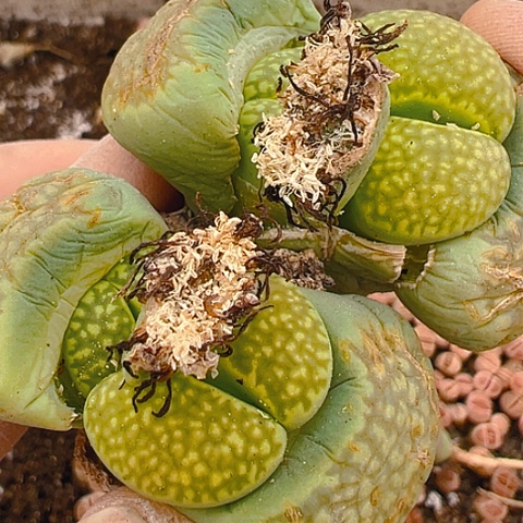 20497团团圆圆呀