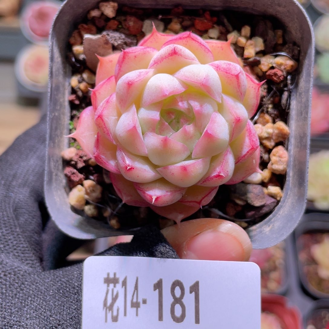 花利美14-181女王