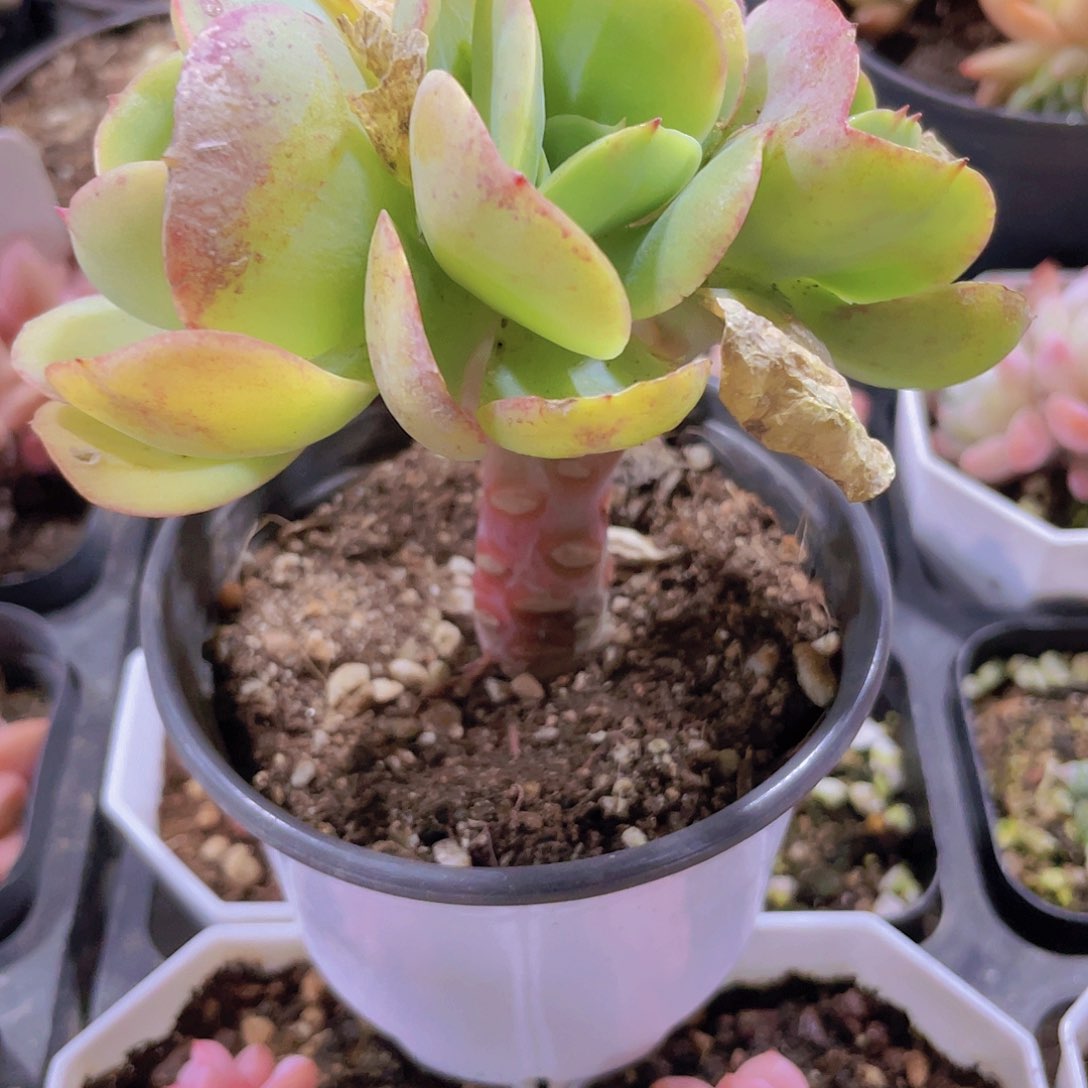 小树桩碧桃a031一物一拍