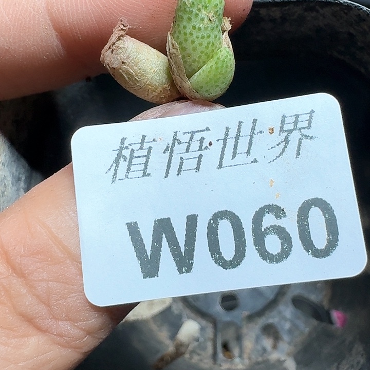 060号多肉植物哇d c