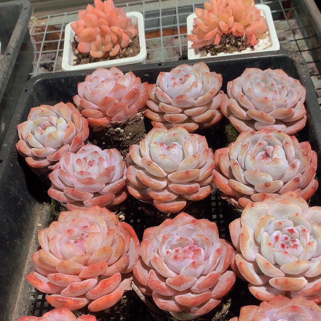 仙女橙捡漏34567889999000