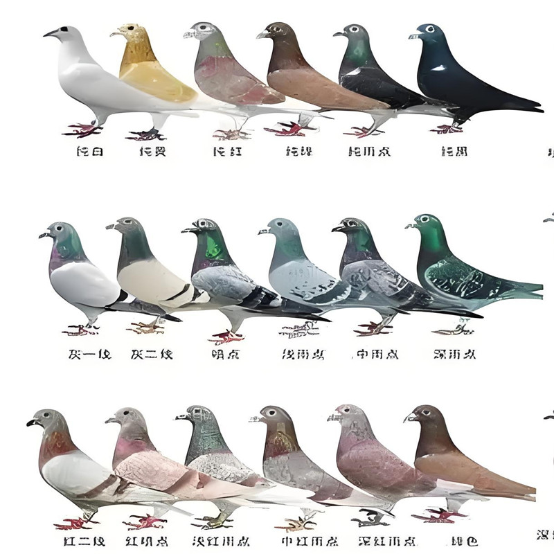 信鸽乳鸽直播链接