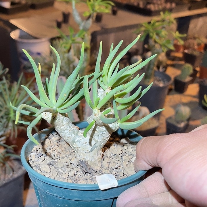 满38包邮2天凑单，脱土晾根发货多肉植物万物想