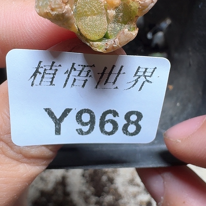 968盒多肉植物哇x f