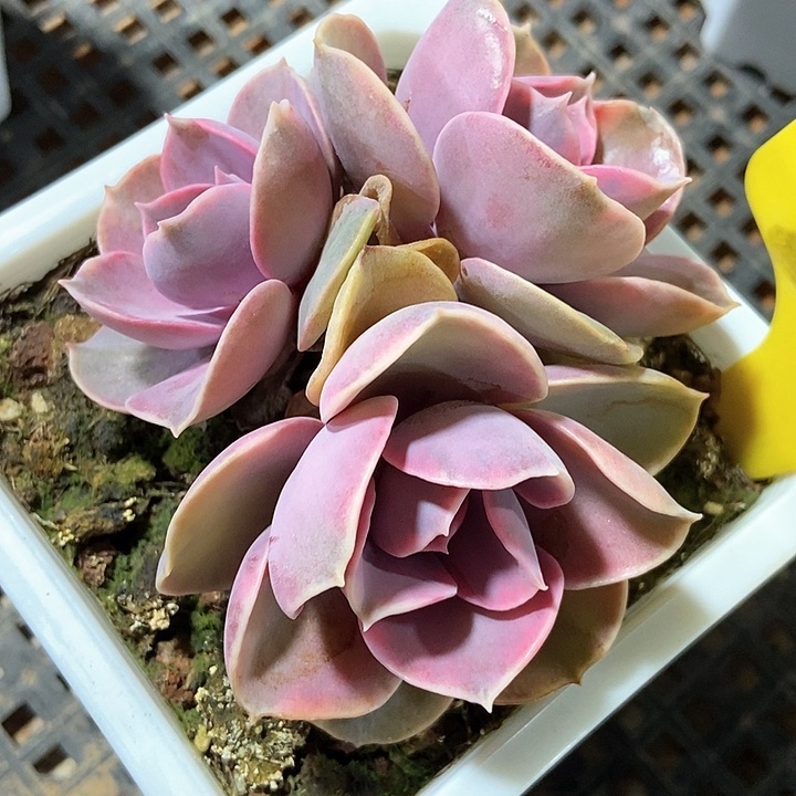 多肉植物彩虹2004