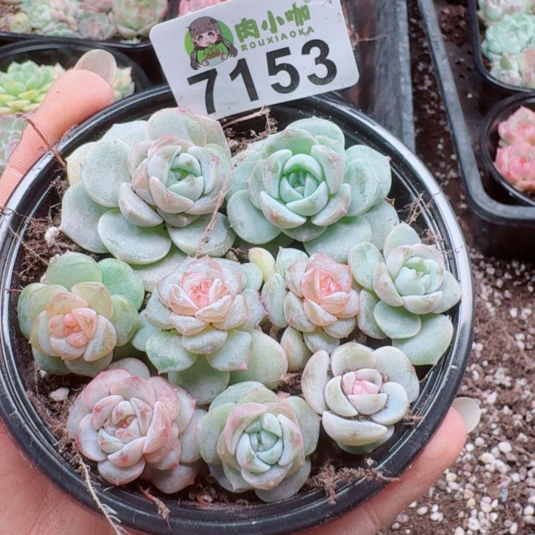 多肉植物多肉植物