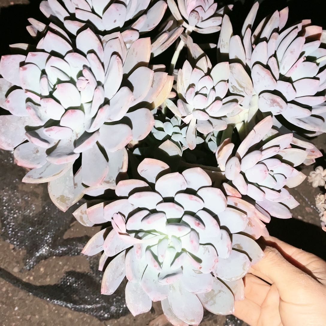 灰姑娘9.99多肉植物