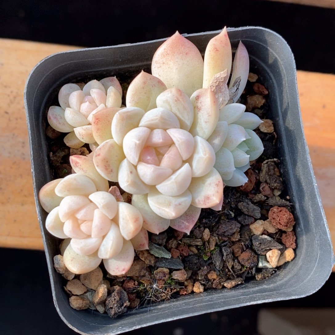 精品多肉一物一拍不包整742