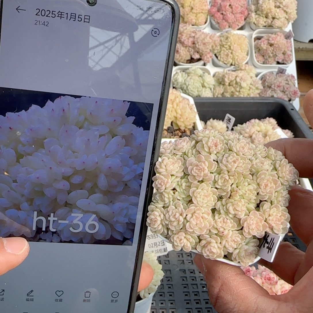 【闪购商品】0202-118（ht-36）