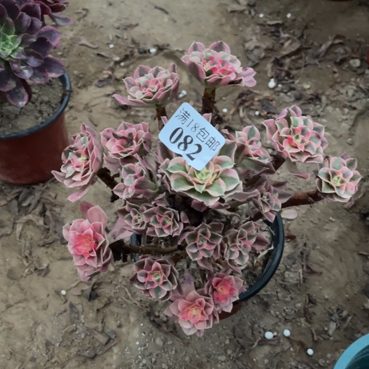 082粉女巫手捧1号棚