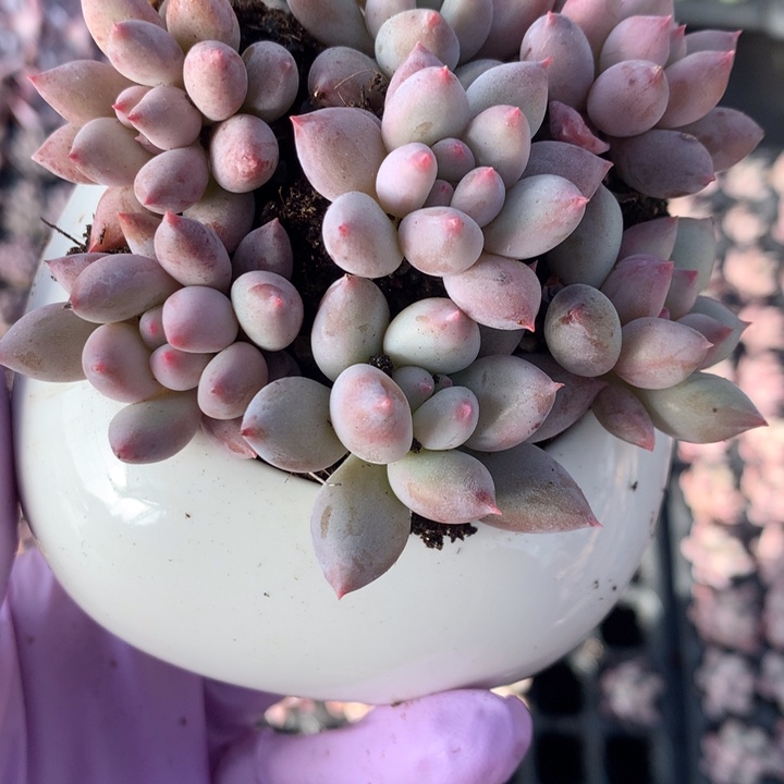 车厘子 10颗  （满9.99包邮不满9.99发叶子