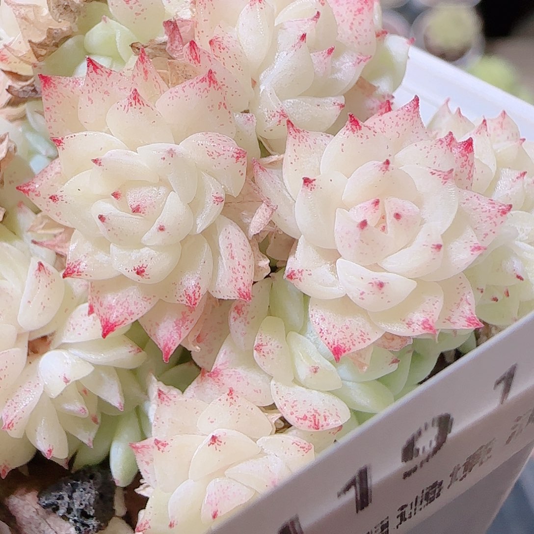 花语逸镜1120-119散