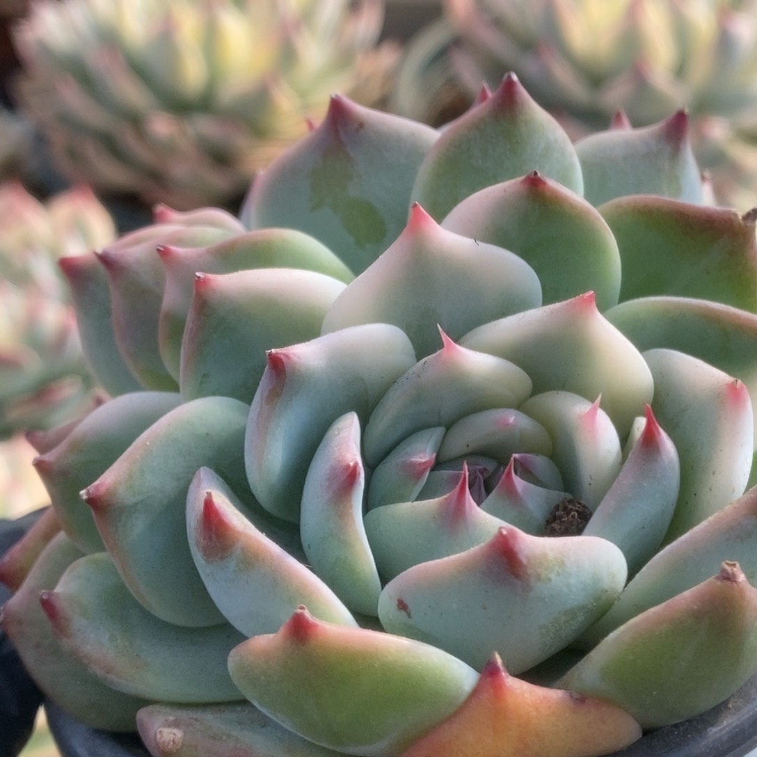 155锦锦锦锦锦锦锦锦