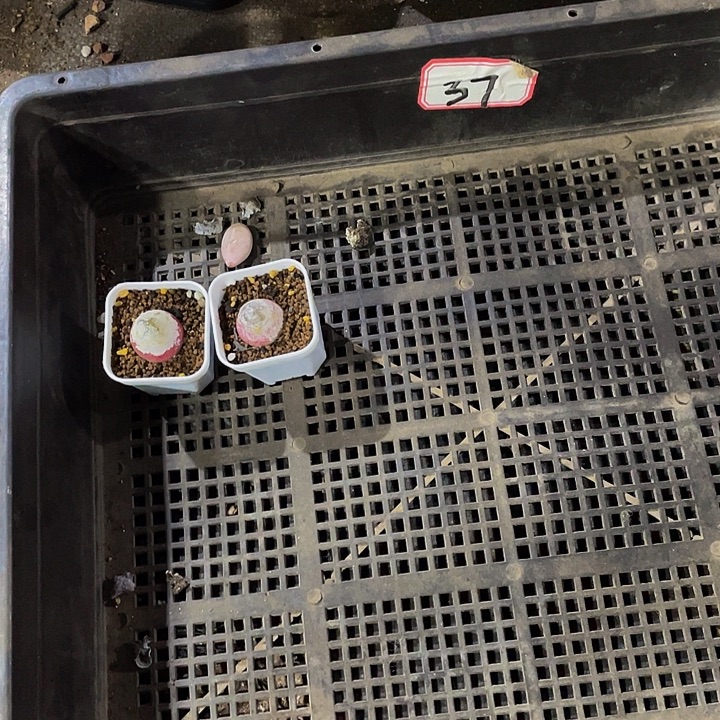 ^****37号筐带盆土发货