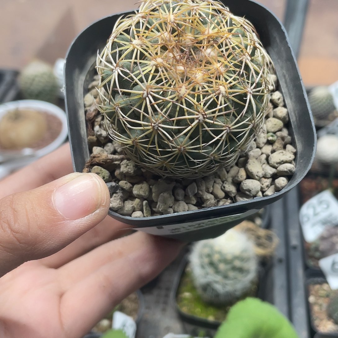 711儒衣仙人球植物