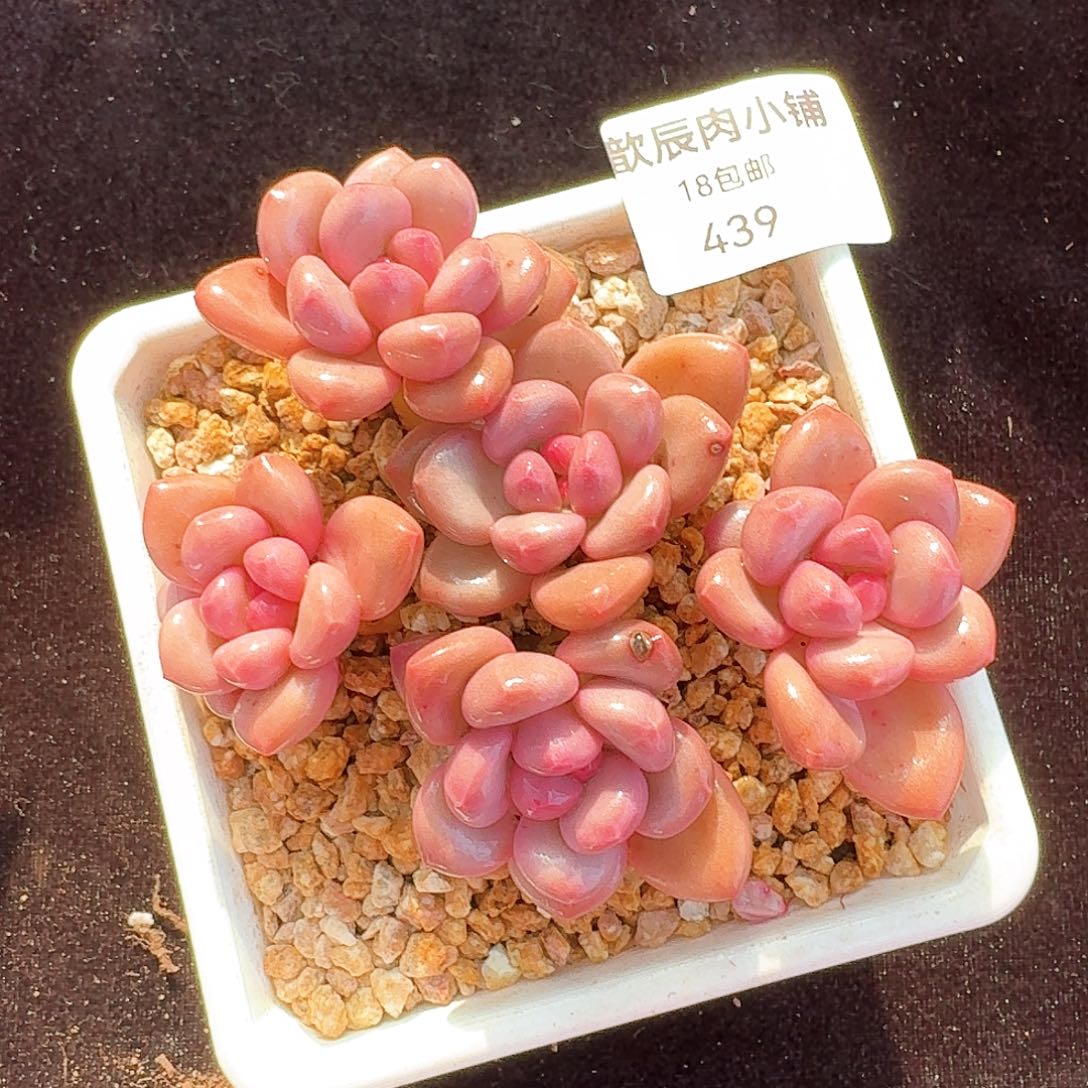 多肉植物香水老桩439