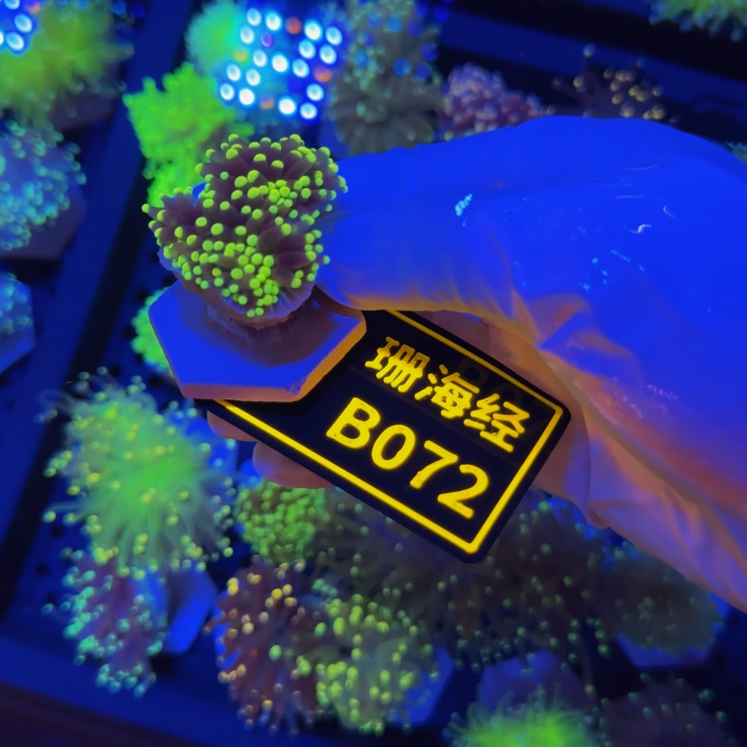 纽扣珊瑚普****室晓晓不包邮脱藻露骨黑火柴B072