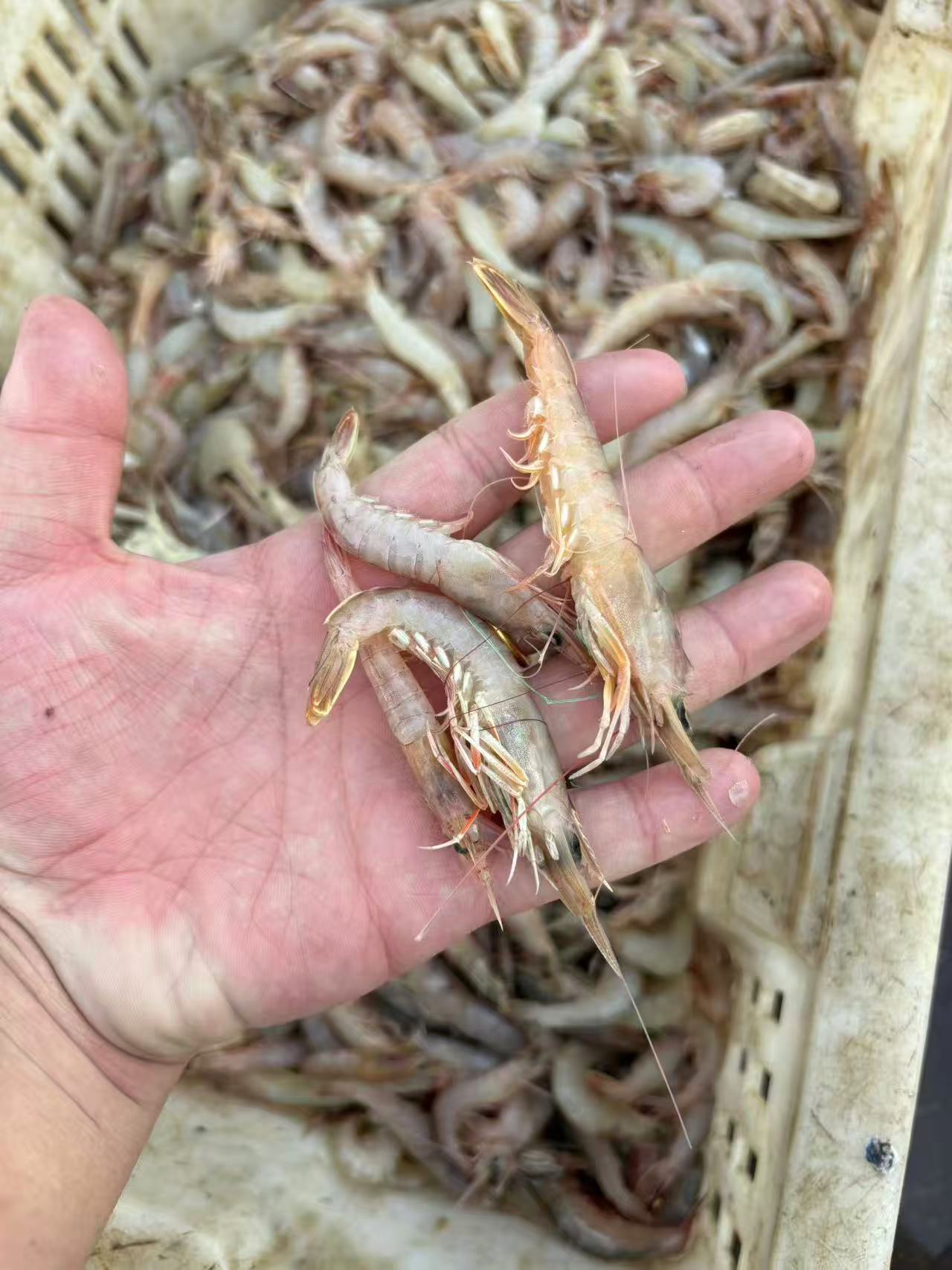 新鲜海捕小蛎虾，小船捕捞蛎虾