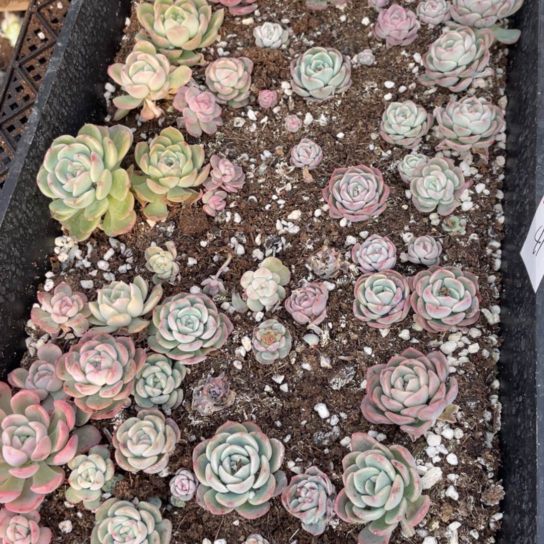 41 福仔宽叶珍妮一筐特价，不包保温不包售后