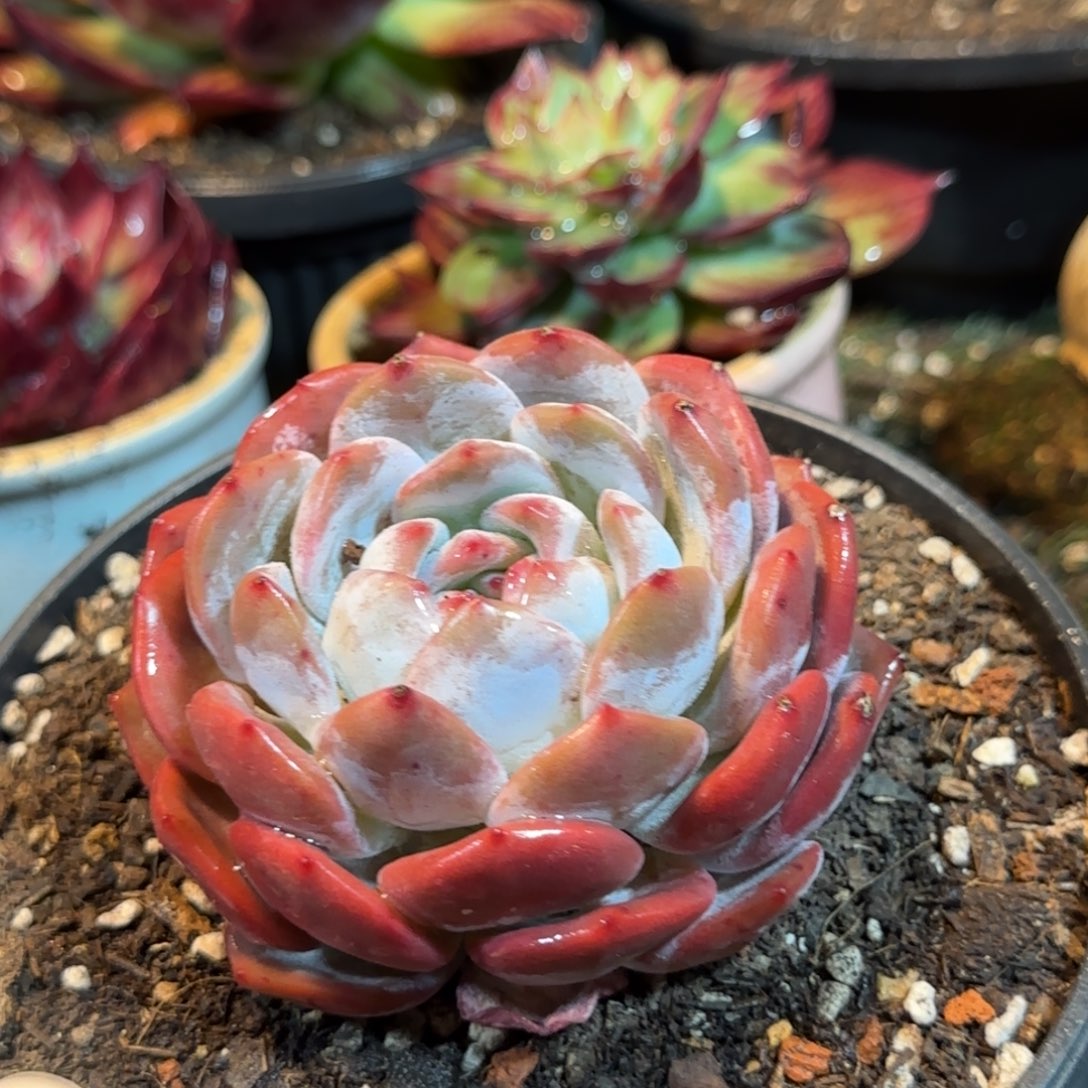 橙梦露惊鸿一物一拍包装收缩花旱