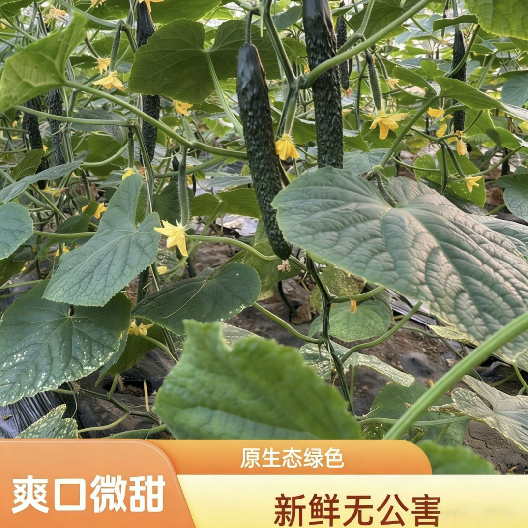 （现摘现发）原生态农家黄瓜0添加蔬菜3/5斤无公害有机露天当嫩黄瓜