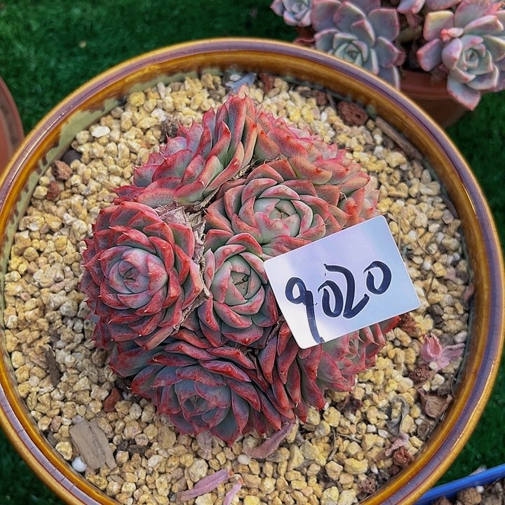 仰*于姬群9020生